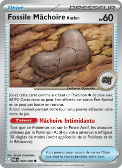 Fossile Mâchoire Ancien, Équilibre Parfait, n° 068